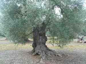 albero