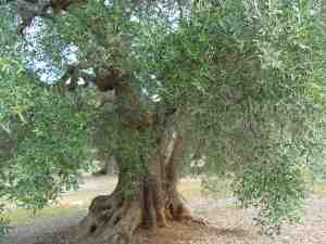 albero