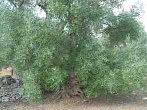 albero