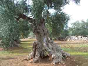 albero