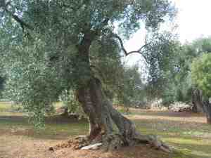 albero