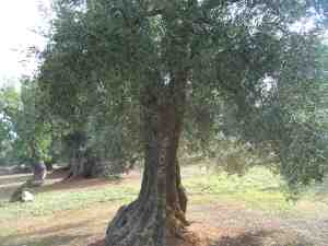 albero