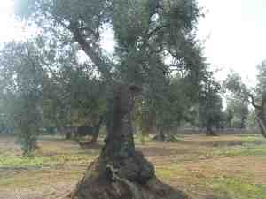 albero