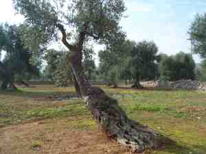 albero