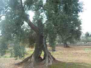 albero