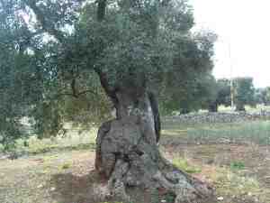 albero