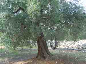albero