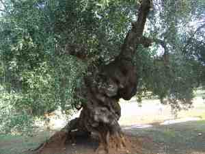 albero