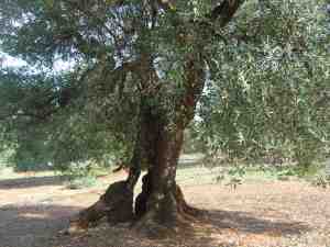 albero