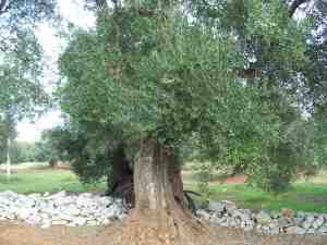 albero