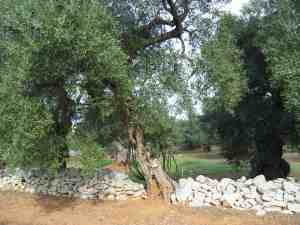 albero