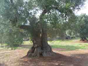 albero