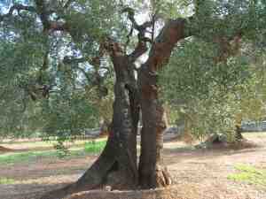 albero
