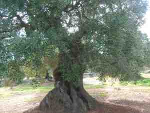 albero