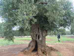 albero