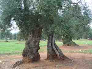 albero