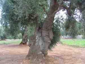 albero