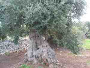 albero