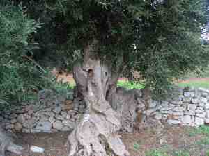 albero