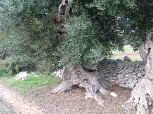 albero