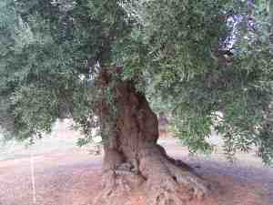 albero