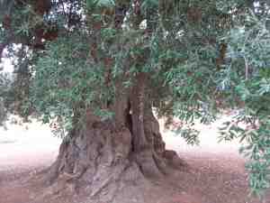 albero