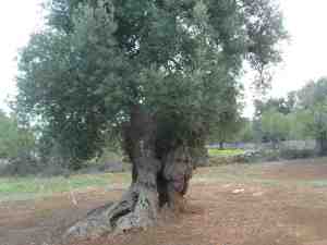 albero