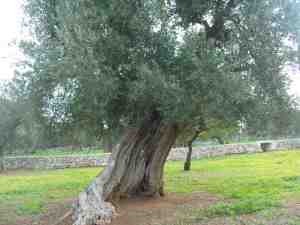 albero