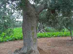 albero