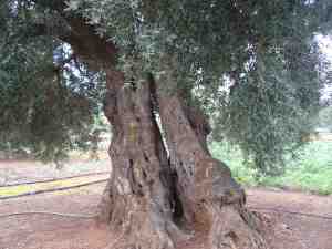 albero